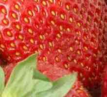 Отглеждане на парникови ягоди