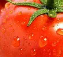 Порасна голям домат дори може да бъде в страната