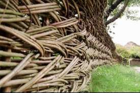 Уилоу ограда - най-старият оградата с магически свойства