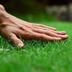 Какво трябва да знаете за косене на трева и каква е консумацията на семена за него?