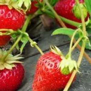 Интензивно метод за отглеждане на ягоди