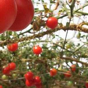 Как да се пресаждат на разсад от домати в оранжерия?