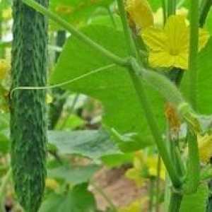 Как да расте и да се култивира краставици