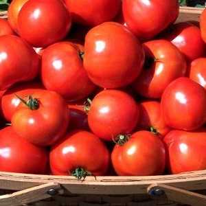 Как да растат здрави домати?