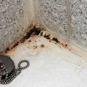 Как да премахнете черен гъбички в банята?