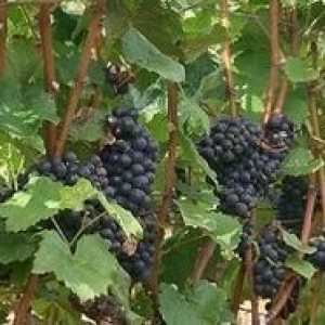 Как да се покрият грозде за зимата