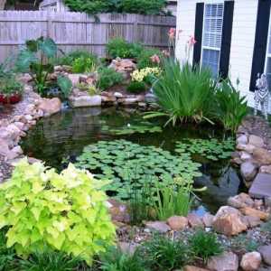 Как да се организира едно езерце сами по себе си?