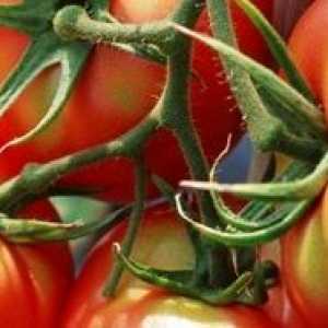 Както във формуляра на оранжерийни домати