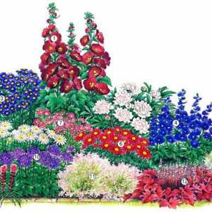 Как да изберем цветя за украса на ярки и необичайни цветни лехи?