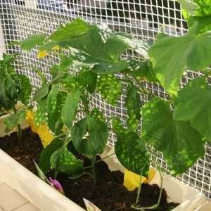 Как да растат краставици на балкона