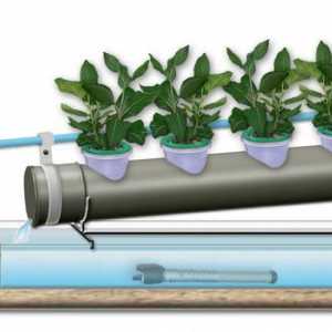 Как да расте пресни билки в използването на хидропоника инсталации у дома