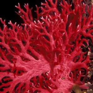 Какво свойствата на обеци с корал?