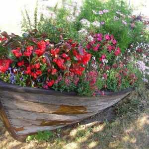 А цветна леха в лодката: една брилянтна идея на оригиналните орнаменти градина