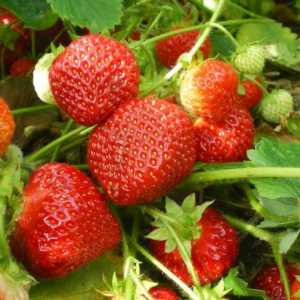 Най-добрите сортове ягоди за производство на култури целогодишно