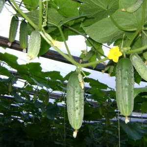 Зеленчукова градина в оранжерия поликарбонат: бързо и безопасно производство на растителни