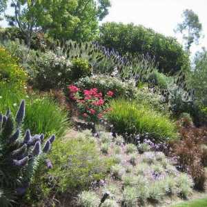 Основните точки, за да се вземат предвид при избора на растения за декорация на градината
