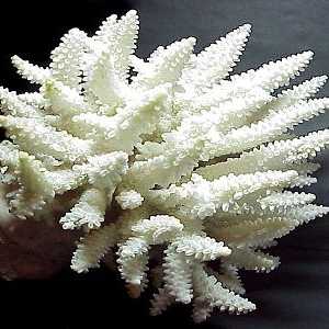Характеристики бяло коралови