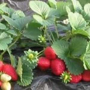 Характеристики на отглеждане и развъждане на ягоди