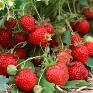 Характеристики на отглеждане на ягоди