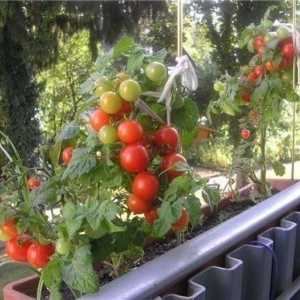 Зеленчуци на балкона