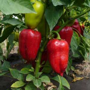 Pepper в оранжерия: отглеждане и грижа за функции
