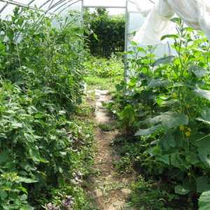 Правила засаждане на зеленчукови култури в оранжерията: въпрос за съвместимост