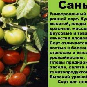 Правилник за отглеждане на сортове домати Sanka