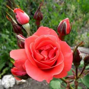 Рози: функции засаждане, поддръжка и отглеждане