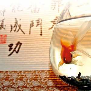 Риба Фън Шуй - талисман на добър късмет и просперитет