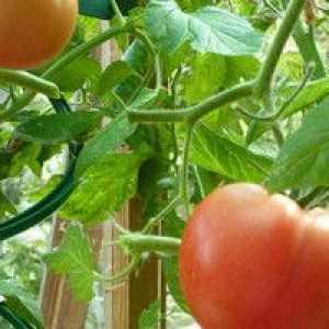 Самостоятелно торене при засаждане на домати