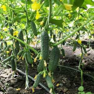 Тайните на отглеждане краставици в оранжерията