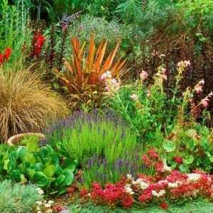 Създаване на цветна леха на градински цветя трайни насаждения