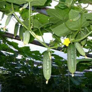 Начин за увеличаване на добива на краставици в оранжерията