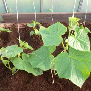 Методи обвързване краставици в оранжерии