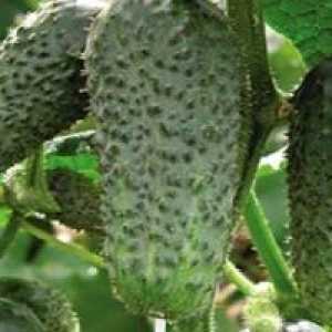 Грижа за краставици в оранжерията: обвързване и pasynkovanie