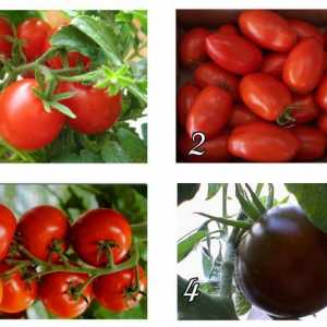 Подбор и отглеждане на домати